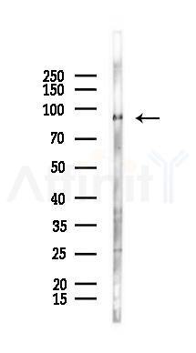 Phospho-BAP1 (Ser369) Antibody - Western blot analysis of lysates from Mouse muscle, using Phospho-BAP1 (Ser369) Antibody at 1/1000 dilution.
