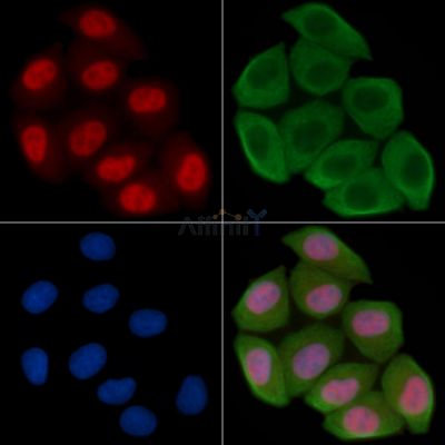 WEE1 Antibody - AF7791 staining Hela cells(30min of UV treatment) by IF/ICC.