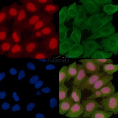 NFAT3 Antibody - AF7889 staining Hela cells(30min of UV treatment) by IF/ICC.