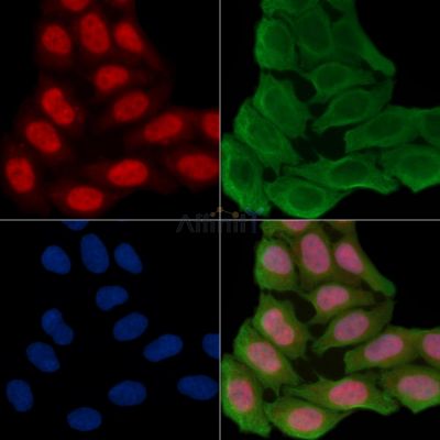 NuMA Antibody - AF7890 staining Hela cells(30min of UV treatment) by IF/ICC.