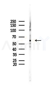 ERK8 Antibody - Western blot analysis of lysates from B16F10-LUC cells(LPS 4h treatment), using ERK8 Antibody at 1/1000 dilution.