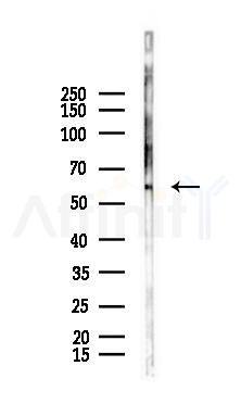 ERK8 Antibody - Western blot analysis of lysates from Mouse muscle, using ERK8 Antibody at 1/1000 dilution.