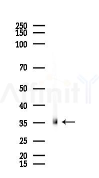 Phospho-Doublecortin (Ser297) Antibody - Western blot analysis of lysates from Mouse lung, using Phospho-Doublecortin (Ser297) Antibody at 1/1000 dilution.