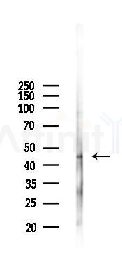 Phospho-C/EBP alpha (Ser190) Antibody - Western blot analysis of lysates from HepG2 cells(UV 30min treatment), using Phospho-C/EBP alpha (Ser190) Antibody at 1/1000 dilution.