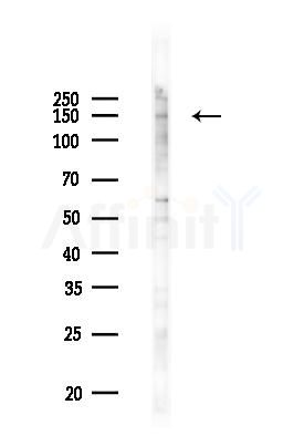 Phospho-HER3/ErbB3 (Tyr1328) Antibody - Western blot analysis of lysates from PC12 cells(UV 30min treatment), using Phospho-HER3/ErbB3 (Tyr1328) Antibody at 1/1000 dilution.