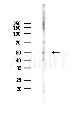 Phospho-BRK (Tyr342) Antibody - Western blot analysis of lysates from 293 cells(LPS 4h treatment), using Phospho-BRK (Tyr342) Antibody at 1/1000 dilution.