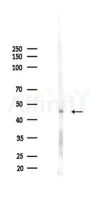 Phospho-MOK (Tyr161) Antibody - Western blot analysis of lysates from Rat testis, using Phospho-MOK (Tyr161) Antibody at 1/1000 dilution.