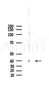 Phospho-CDX2 (Ser283) Antibody - Western blot analysis of lysates from Mouse testis, using Phospho-CDX2 (Ser283) Antibody at 1/1000 dilution.