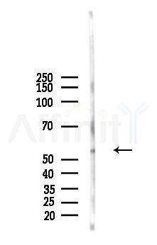 Phospho-CEP55 (Ser425) Antibody - Western blot analysis of lysates from Mouse testis, using Phospho-CEP55 (Ser425) Antibody at 1/1000 dilution.