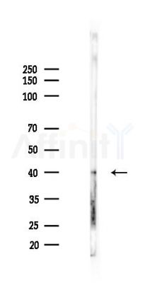 Phospho-CEP55 (Ser425) Antibody - Western blot analysis of lysates from Rat testis, using Phospho-CEP55 (Ser425) Antibody at 1/1000 dilution.