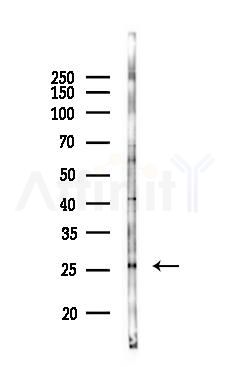 Phospho-LAB (Tyr136) Antibody - Western blot analysis of lysates from 293 cells(heat-shock 45min treatment), using Phospho-LAB (Tyr136) Antibody at 1/1000 dilution.