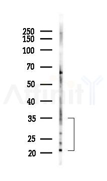 Phospho-Myelin Basic Protein/MBP (Thr232) Antibody - Western blot analysis of lysates from K562 cells(LPS 4h treatment), using Phospho-Myelin Basic Protein/MBP (Thr232) Antibody at 1/1000 dilution.