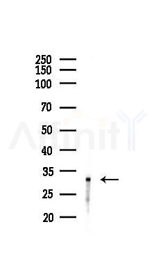 Phospho-RPS6 (Ser244) Antibody - Western blot analysis of lysates from Hela cells(UV 30min treatment), using Phospho-RPS6 (Ser244) Antibody at 1/1000 dilution.
