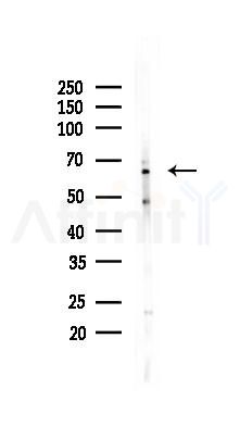 Phospho-SGOL1 (Ser14) Antibody - Western blot analysis of lysates from 293 cells(LPS 4h treatment), using Phospho-SGOL1 (Ser14) Antibody at 1/1000 dilution.