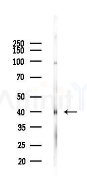 Phospho-PDHA1/2 (Ser293/Ser291) Antibody - Western blot analysis of lysates from Mouse brain, using Phospho-PDHA1/2 (Ser293/Ser291) Antibody at 1/1000 dilution.