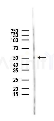 ARMCX1 Antibody - Western blot analysis of lysates from Rat liver, using ARMCX1 Antibody at 1/1000 dilution.