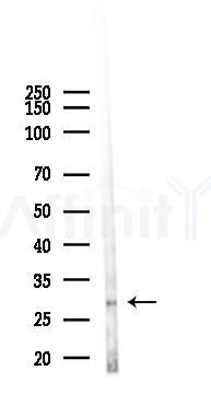 DAPP1/BAM32 Antibody - Western blot analysis of lysates from Mouse lung, using DAPP1/BAM32 Antibody at 1/1000 dilution.