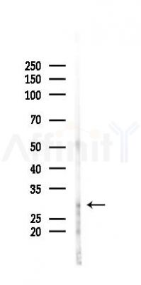 DAPP1/BAM32 Antibody - Western blot analysis of lysates from RAW264.