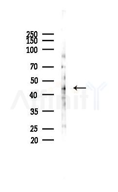 GPR41 Antibody - Western blot analysis of lysates from RAW264.