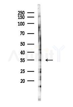 MKP-2 Antibody - Western blot analysis of lysates from Mouse liver, using MKP-2 Antibody at 1/1000 dilution.