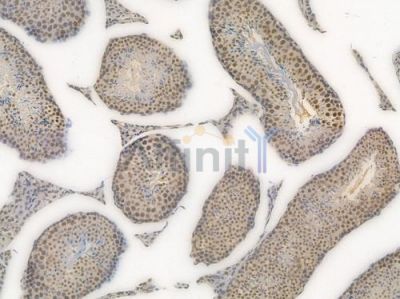 Phospho-STAT3 (Ser727) Recombinant Rabbit mAb - BF3034 at 1/100 staining Mouse testicular tissue by IHC-P.