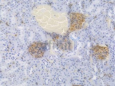 Vimentin Recombinant Rabbit mAb - BF3047 at 1/100 staining Rat renal tissue by IHC-P.