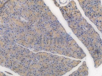 beta Catenin Recombinant Rabbit mAb - BF3048 at 1/100 staining Mouse pancreatic tissue by IHC-P.