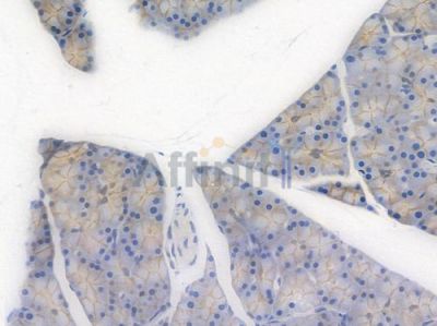 beta Catenin Recombinant Rabbit mAb - BF3048 at 1/100 staining Rat pancreatic tissue by IHC-P.