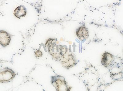 GSK3 beta Recombinant Rabbit mAb - BF3074 at 1/100 staining Human testicular tissue by IHC-P.