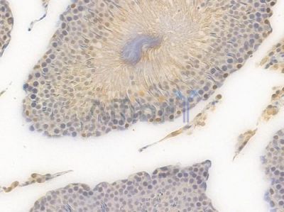 Smad3 Recombinant Rabbit mAb - BF3079 at 1/100 staining Rat testicular tissue by IHC-P.