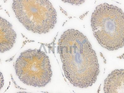 Caspase 9 Recombinant Rabbit mAb - BF3089 at 1/100 staining Rat testicular tissue by IHC-P.