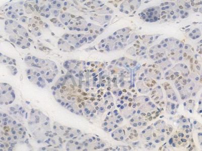 Phospho-CREB (Ser133) Recombinant Rabbit mAb - BF3117 at 1/100 staining Human pancreatic tissue by IHC-P.