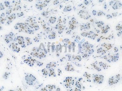 Phospho-c-Jun (Ser63) Recombinant Rabbit mAb - BF3151 at 1/100 staining Human pancreatic tissue by IHC-P.