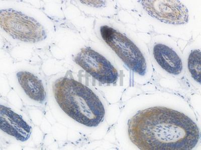 TFAM Recombinant Rabbit mAb - BF3162 at 1/100 staining Mouse skin tissue by IHC-P.