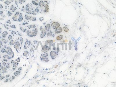 Phospho-4E-BP1 (Thr45) Recombinant Rabbit mAb - BF3215 at 1/100 staining Human pancreatic tissue by IHC-P.