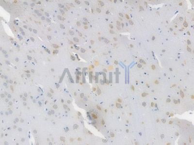 DUSP1/MKP1 Recombinant Rabbit mAb - BF3339 at 1/100 staining Rat brain tissue by IHC-P.
