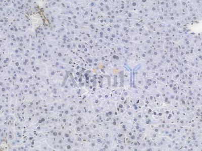 NRF1 Recombinant Rabbit mAb - BF3456 at 1/100 staining Mouse liver tissue by IHC-P.