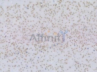 NRF1 Recombinant Rabbit mAb - BF3456 at 1/100 staining Mouse brain tissue by IHC-P.