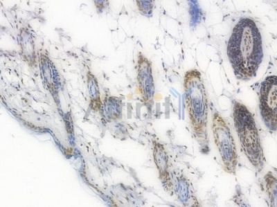 NRF1 Recombinant Rabbit mAb - BF3456 at 1/100 staining Mouse skin tissue by IHC-P.