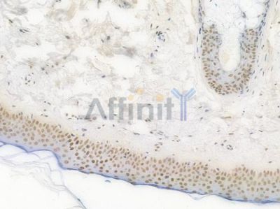 NRF1 Recombinant Rabbit mAb - BF3456 at 1/100 staining Human skin tissue by IHC-P.