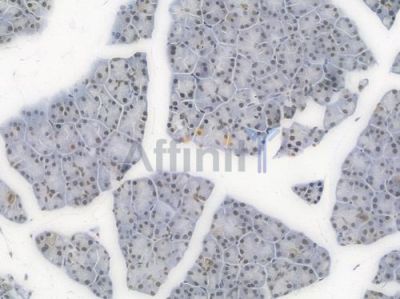 SP1 Recombinant Rabbit mAb - BF3512 at 1/100 staining Mouse pancreatic tissue by IHC-P.
