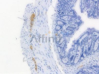 S100B Recombinant Rabbit mAb - BF3545 at 1/100 staining Mouse rectal tissue by IHC-P.