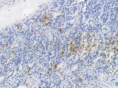 S100B Recombinant Rabbit mAb - BF3545 at 1/100 staining Human tonsil tissue by IHC-P.