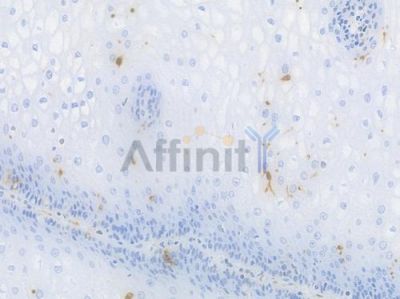 S100B Recombinant Rabbit mAb - BF3545 at 1/100 staining Human esophageal tissue by IHC-P.