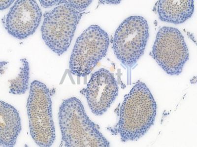 GPX1 Recombinant Rabbit mAb - BF3592 at 1/100 staining Mouse testicular tissue by IHC-P.