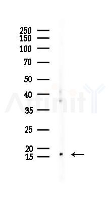 MDK Recombinant Rabbit mAb - Western blot analysis of lysates from Mouse testis, using MDK Recombinant Rabbit mAb at 1/1000 dilution.