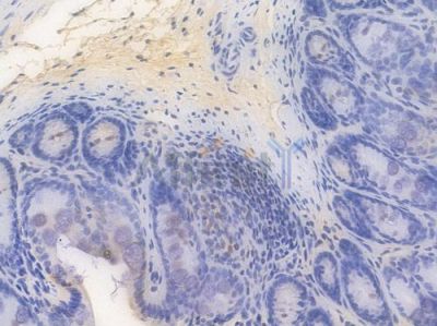 RUNX1 / AML1 Recombinant Rabbit mAb - BF3816 at 1/100 staining Mouse rectal tissue by IHC-P.