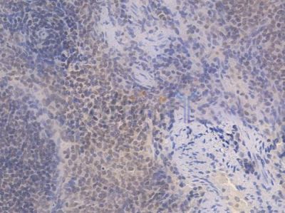 RUNX1 / AML1 Recombinant Rabbit mAb - BF3816 at 1/100 staining Rat spleen tissue by IHC-P.