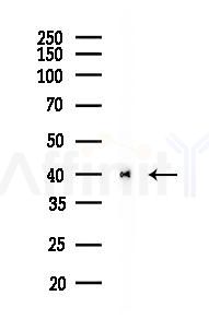 ADH5 Recombinant Rabbit mAb - Western blot analysis of lysates from PC12 cells(LPS 4h treatment), using ADH5 Recombinant Rabbit mAb at 1/1000 dilution.