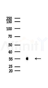 Annexin A2 Recombinant Rabbit mAb - Western blot analysis of lysates from Mouse testis, using Annexin A2 Recombinant Rabbit mAb at 1/1000 dilution.